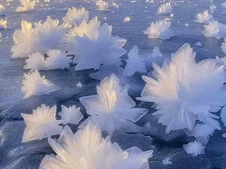 Ice Flowers in Norway – A Natural Masterpiece Amidst the Ice